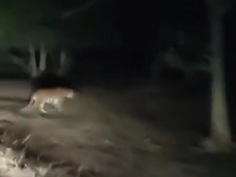 Rani durgavati tiger reserve: हम तुम जंगल से गुजरे और शेर आ जाए.. तो रील मत बनाना बाबू..वरना शेर तो फिर शेर है शिकार के लिए ही निकलता है