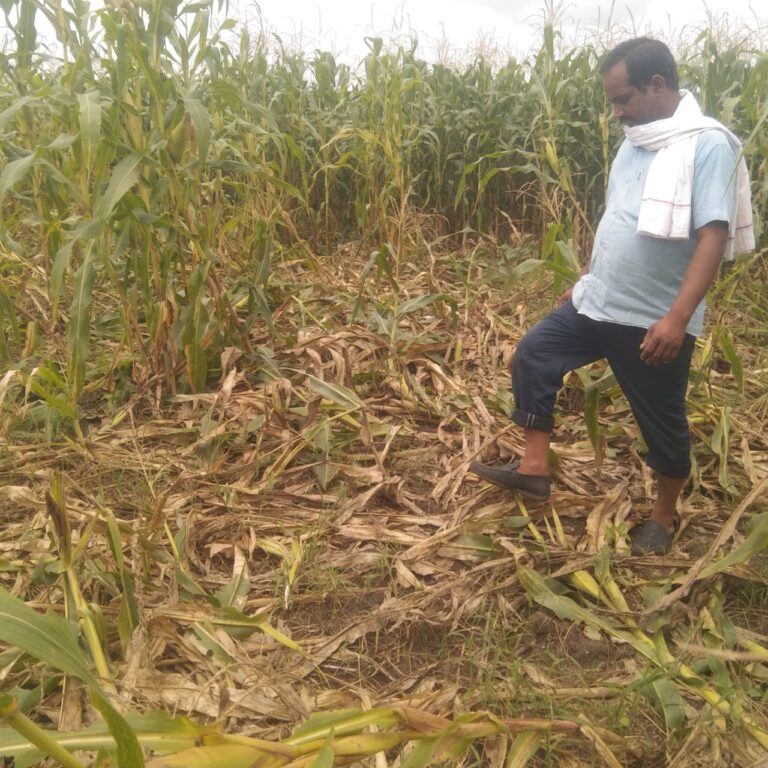 जंगली सुअरों से किसान हलाकान, रात में कर जाते है मक्का की फसल को सफाचट