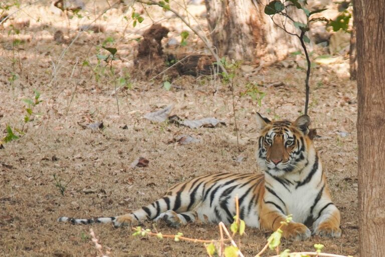जाने कैसा रहा नौरादेही अभ्यारण्य से वीरांगना रानी दुर्गावती टाइगर रिजर्व तक का सफर