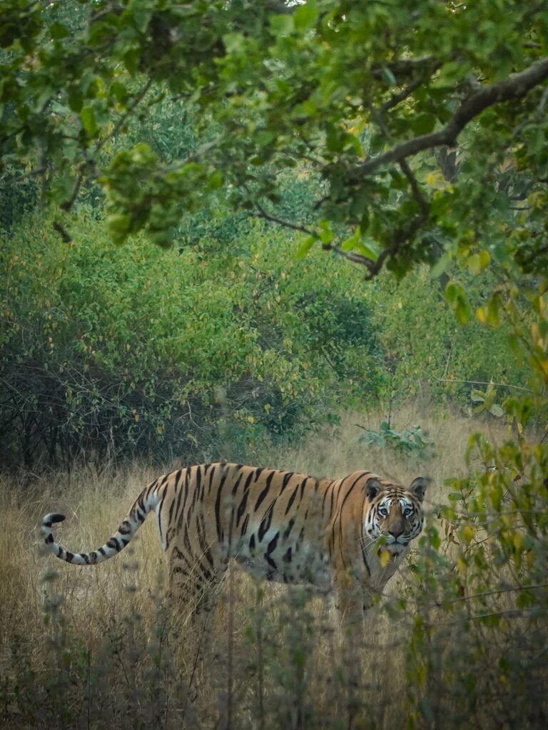 Rani durgavati tiger reserve: आखिर कहां खो गई टाइगर रिजर्व की पहली बाघिन राधा N1