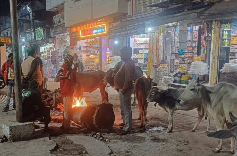 ठंड में अलाव बने इंसानों के साथ जानवरों का भी सहारा।