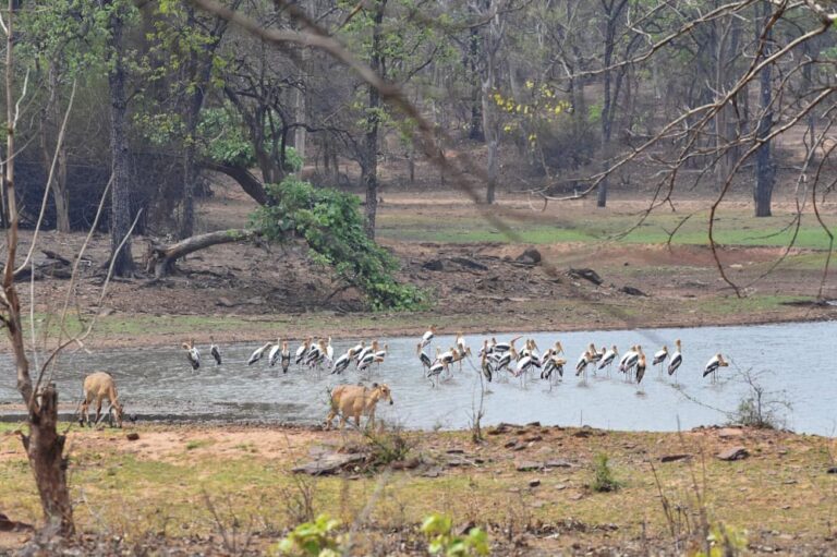 Rani durgavati tiger reserve:मध्यप्रदेश का सबसे बडा टाइगर रिजर्व प्रवासी पक्षियों से गुलजार,