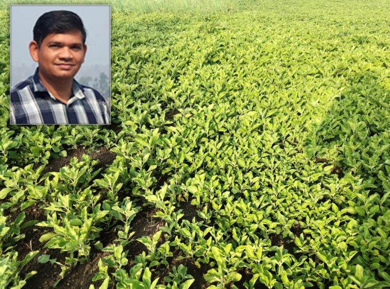 खेती किसानी:सोशल मीडिया की मदद से रजवांस के किसान प्रशांत ने शुरू की औषधीय फसल की खेती,कमाए लाखों रुपए