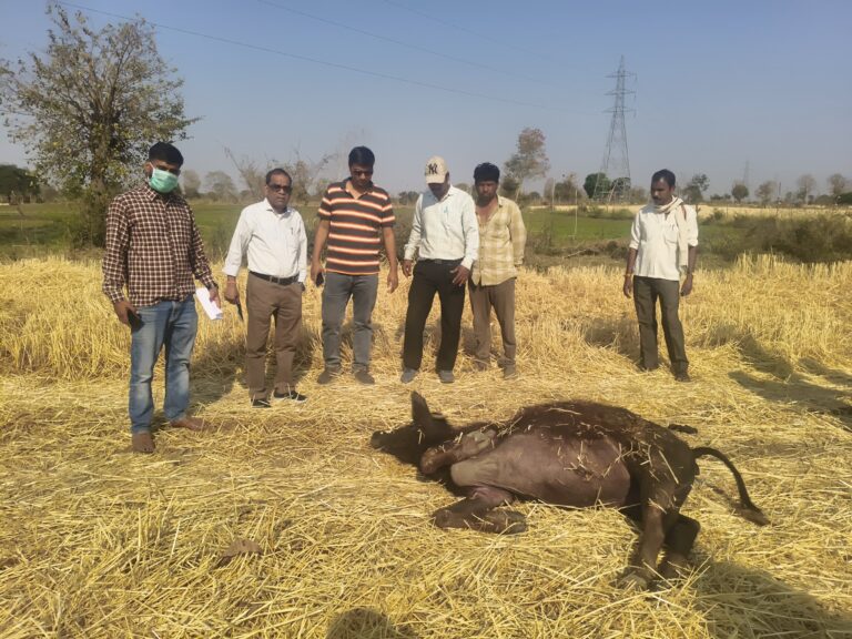 इस गांव में अचानक से हुई लगातार कई पशुओं की मौत,पशु चिकित्सा विभाग भी हैरान
