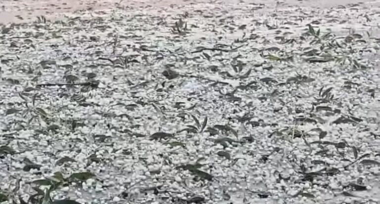 आफत की बारिश,के साथ बरबादी के गिरे फसलों पर ओले