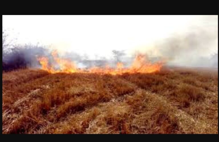 सागर जिले में नरवाई जलाने पर अब तक 35 एफआईआर दर्ज