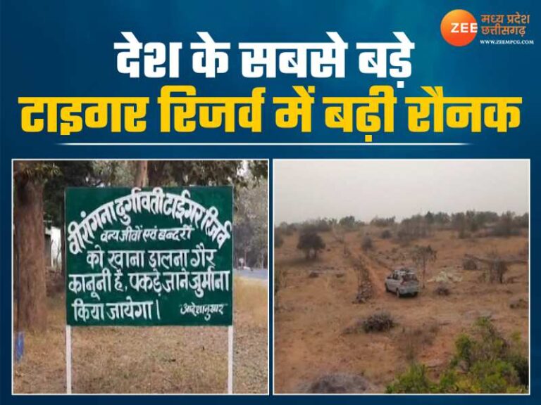 वीरांगना दुर्गावती टाईगर रिजर्व: देश का पहला वाइल्डलाइफ एरिया जहां बाघ, तेंदुए संग होगी चीते की बसाहट