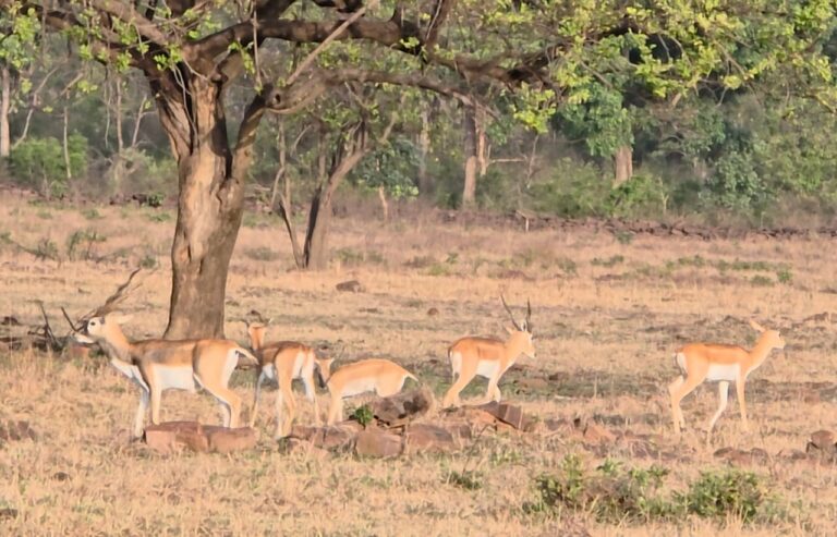 वीरांगना रानी दुर्गावती टाइगर रिजर्व: कुलांचे भरते हुए कैमरे में कैद हो रहे काले हिरण