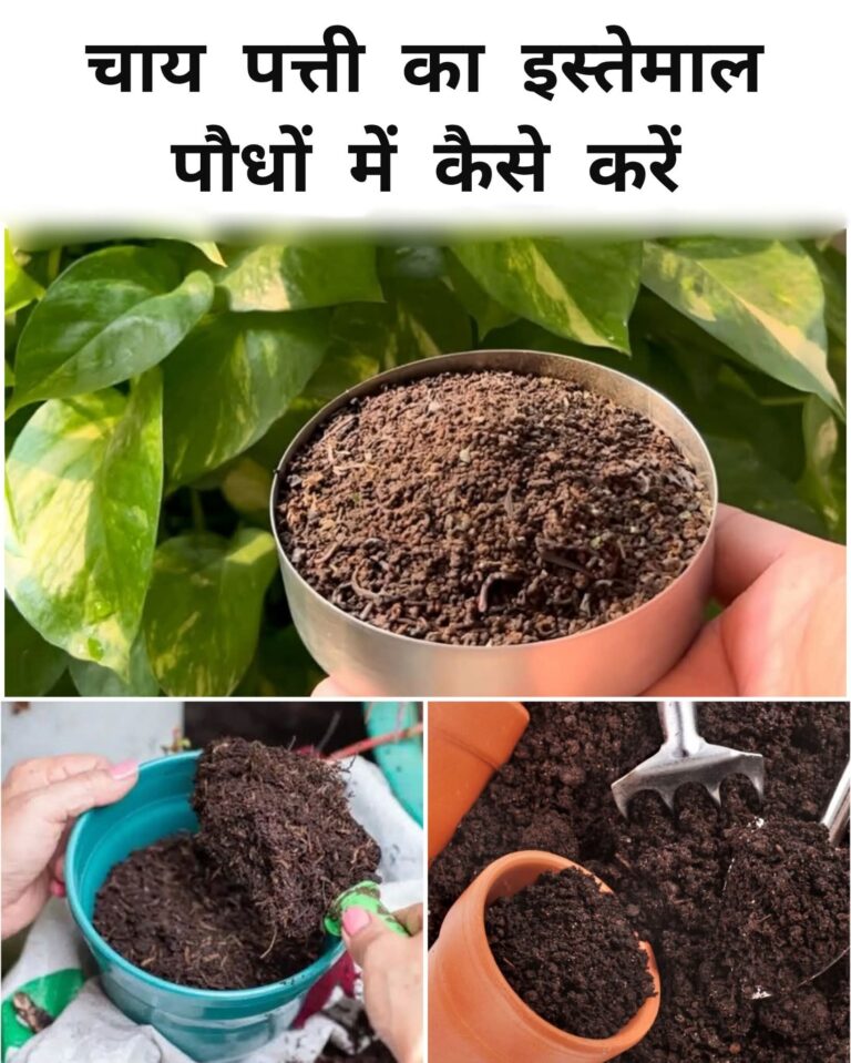 #Gardening:चाय के बाद बची पत्ती,पौधों के लिए उत्तम खाद।