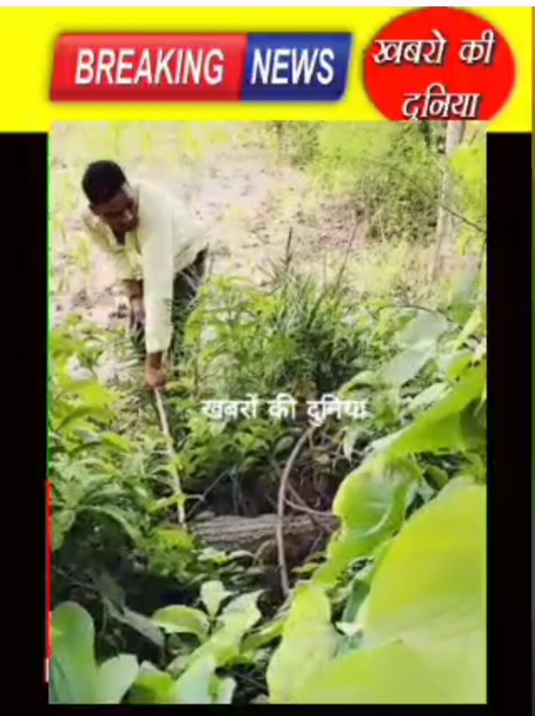 #बारिश से हलाकान मगरमच्छ भी अब नदी तालाब छोड़ खेतों की शरण में।रहली में मक्का के खेत में मिला मगरमच्छ,,,,, रेस्क्यू कर लाया गया पशु चिकित्सालय।