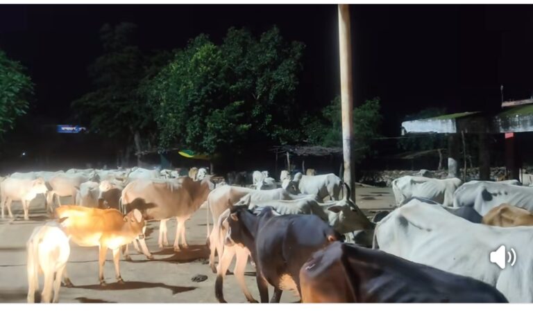 आखिर सड़कों पर गाए ही आवारा क्यों मिलती हे,भैंस क्यों नहीं….? नस्ल सुधार ही गौ संरक्षण का सबसे बढ़िया विकल्प