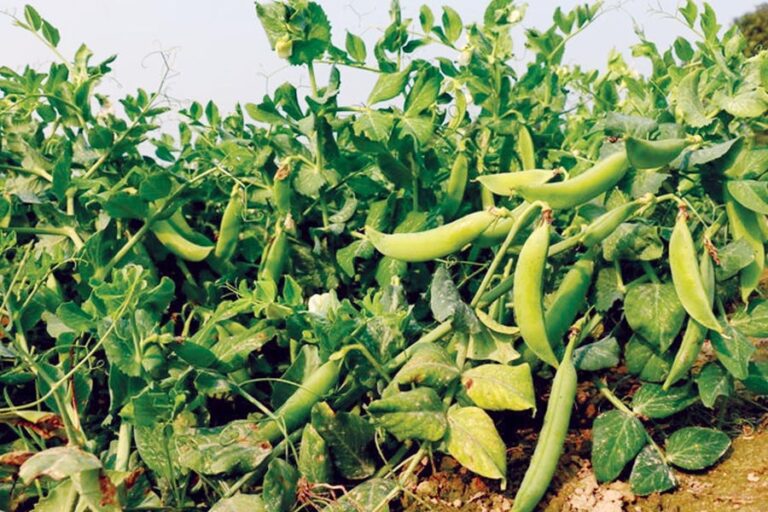 एमपी:सागर में अब मिलेगा रसायन मुक्त आहार: पी.टी.सी. ग्राउंड में 21 दिसंबर से सजेगा ‘जैविक/प्राकृतिक हाट बाजार’