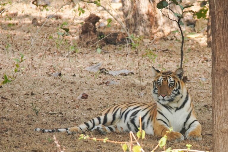 MP टाइगर रिजर्व:रानी दुर्गावती टाइगर रिजर्व में कान्हा से आया नया मेहमान, मोहली रेंज में होगा ठिकाना