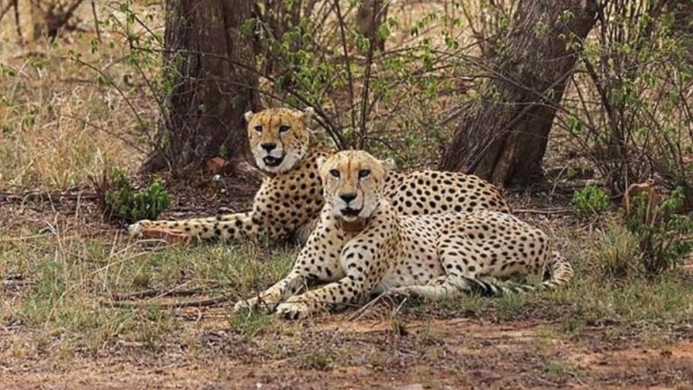 आखिर क्या हे बोमा तकनीक जिसके जरिए चीता दुर्गावती रिजर्व लाए जाएंगे..?